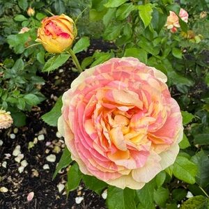 Meet your Posher, Lynette